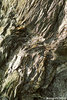 Strada dell'Assietta (To) - Roccia di Ardesia- agosto  2007