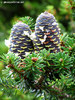Abies Koreana, Oulx (To) - agosto 2010