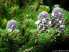 Abies Koreana, Oulx (To) - agosto 2010