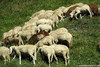 Pecore al pascolo - Pourachet, Oulx (To) - agosto 2012