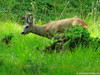 Capriolo, Valle Stretta (Francia) - agosto 2010