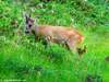 Capriolo, Valle Stretta (Francia) - agosto 2010