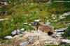 Marmotta, Val Maira (Cn) - agosto 2007