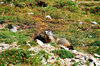 Marmotta, Val Maira (Cn) - agosto 2007