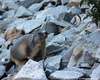 Glacier Blanc, Pelvoux (France) - agosto 2013