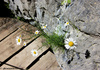 Gorge di San Gervasio, Claviere (To) - agosto 2012
