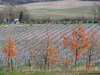 Rocca Susella (Pv) fraz. Gaminara - marzo 2011
