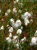 Eriophorum Angustifolium - Erioforo a foglie strette